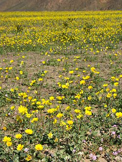 ANKLICKEN: Bluming in Death Valley