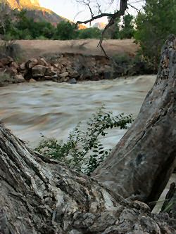 ANKLICKEN: Wasser des Virgin River im Zion N.P.
