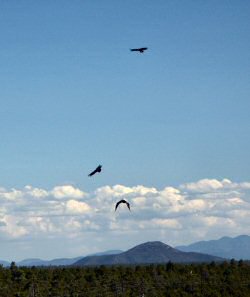 ANKLICKEN: Die "Geier" des Canyons - Condore