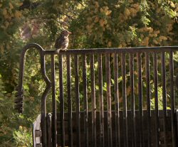 ANKLICKEN: Besuch zum Frhstck