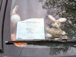 ANKLICKEN: Unsere Bunnys grinsen unbeeindruckt hinter der Autoscheibe