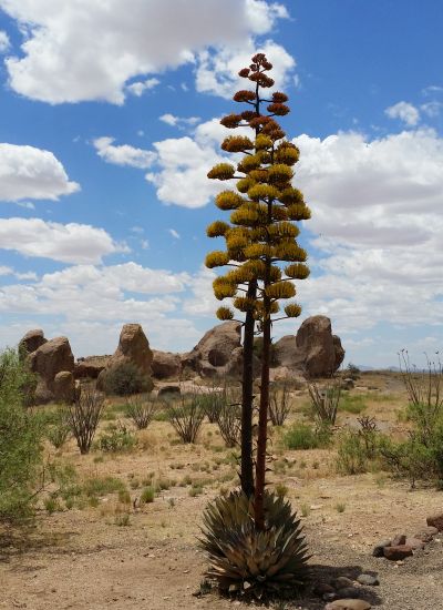 Agave blhend