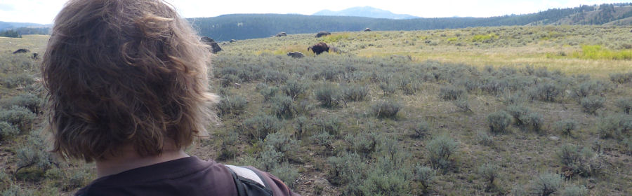 Bison verrichtet sein Geschft