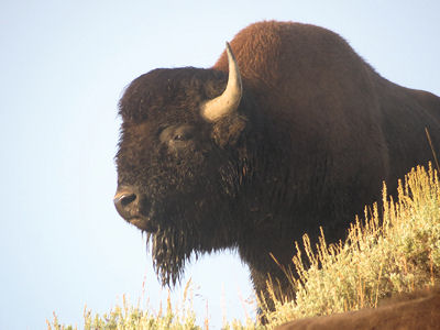 Bisonbulle schaut auf seine Herde