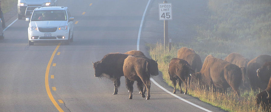 Bisonherde berquert im Nebel die Strae