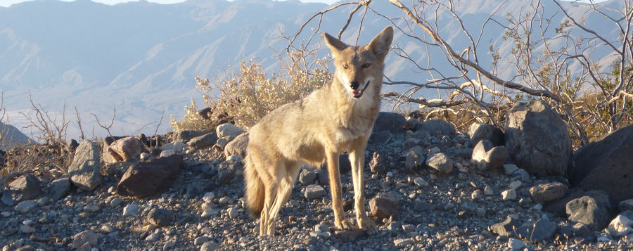 Coyote am Straenrand