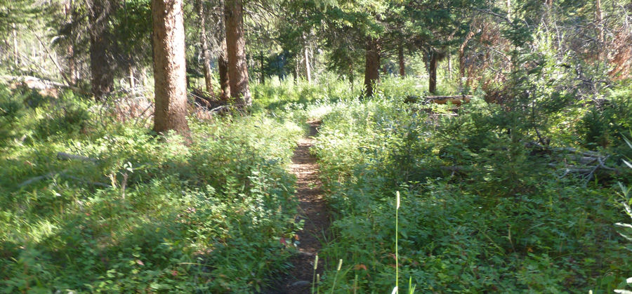 Waldweg auf dem Garnet Hill Loop