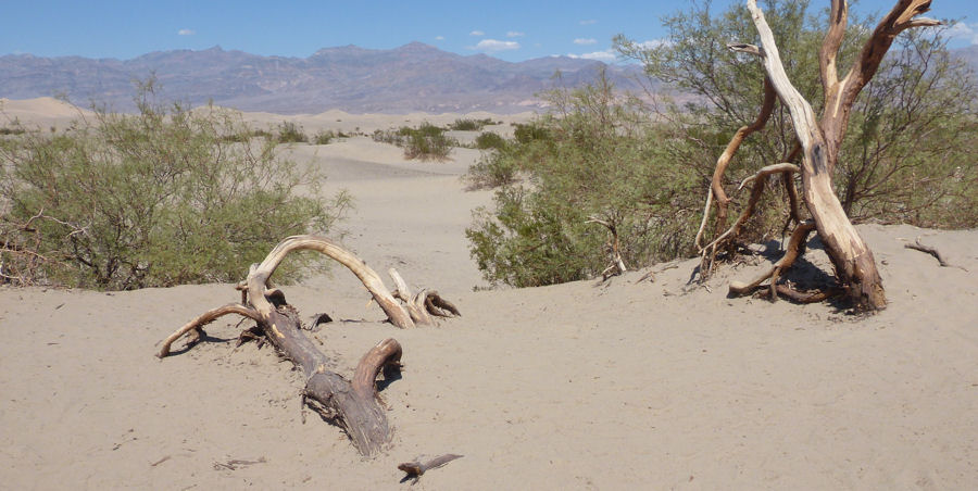 Sanddnen bei Stovepipe Wells