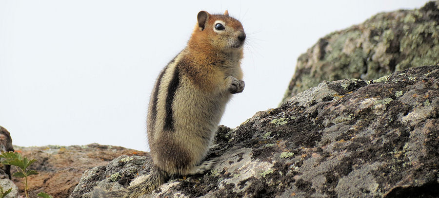 Squirl