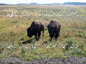 Logo Wieder Yellowstone