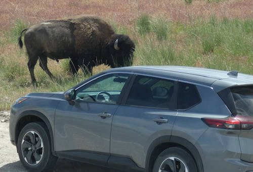 Tag10_Antelope Island_Bison und Auto