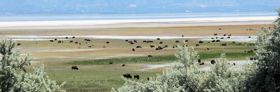 Tag10_Antelope Island_Bisonherde