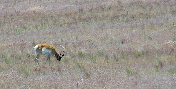 Tag10_Antelope Island_Pronghorn antelope