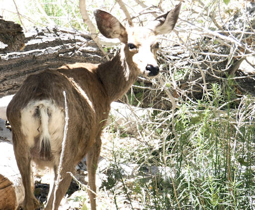 Tag13_Zion_ScenicDrive, Deer - Reh