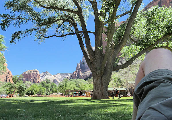 Tag14_Zion_Zion-Lodge, Unser Baum