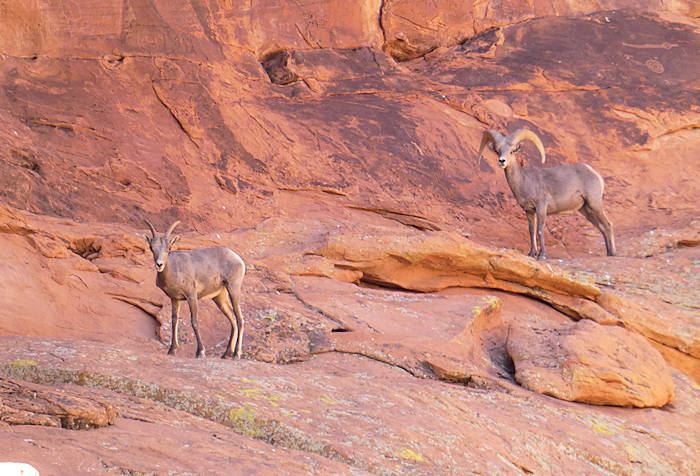 Tag18_Valley of Fire_Bighorn Sheeps am Atlatl Rock
