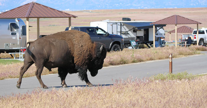 Tag8_Antelope Island_Campground_Bison auf Campsite