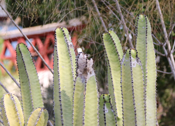 Jardi, botanischer Garten, Kakteen