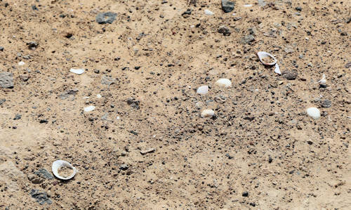 2025-03-31 Owl Canyon Trail - Muscheln