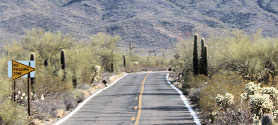 2025-04-05 Fahrt zum Elephant Butte _ Strasse und Saguaros