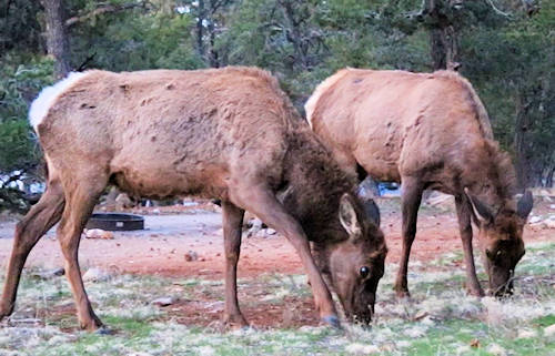 2025-04-10 Elks auf unserer Campsite