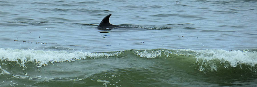 2025-04-17 Redondo Beach_Delfin-Finne