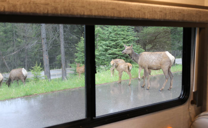 Banff, Campground, Elks vom Wohnmobil aus