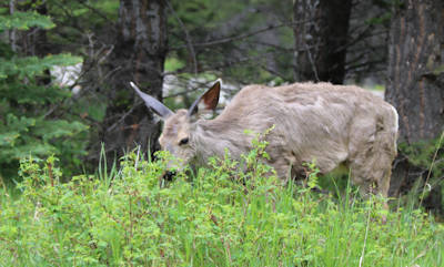 Banff, Campground, Mul Deer