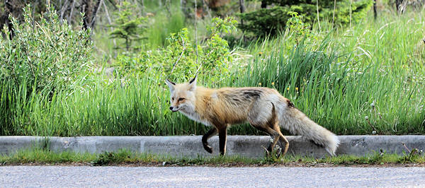Fahrt Jasper - Banff, Fuchs