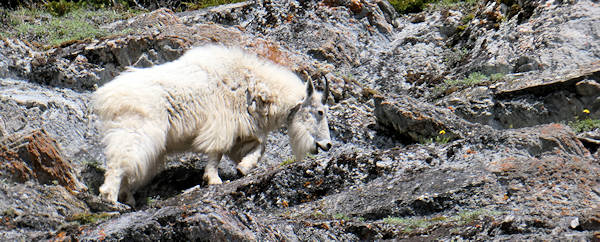 Icefields, Skywalk, Mountainn Goat