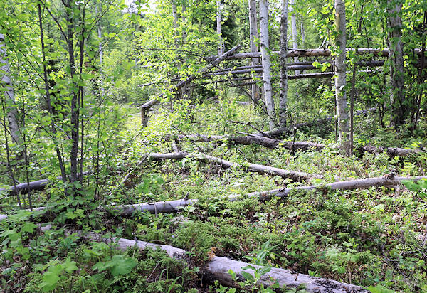 Moul Falls, Trail, Regnwaldcharakter